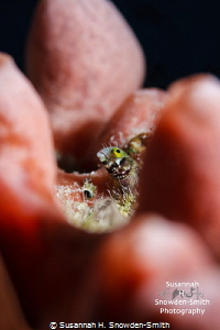 "Pink Castle"

A secretary blenny keeps an eye out for ... by Susannah H. Snowden-Smith 
